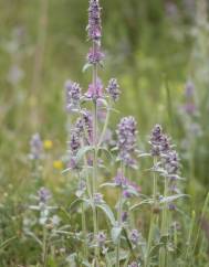 Stachys germanica