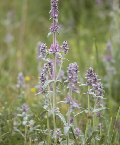 Fotografia de capa Stachys germanica - do Jardim Botânico