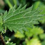 Fotografia 4 da espécie Urtica urens do Jardim Botânico UTAD