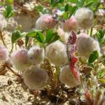 Fotografia 11 da espécie Trifolium tomentosum do Jardim Botânico UTAD