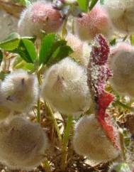 Trifolium tomentosum