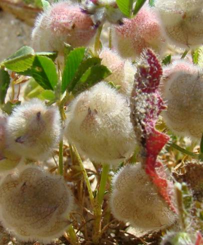 Fotografia de capa Trifolium tomentosum - do Jardim Botânico