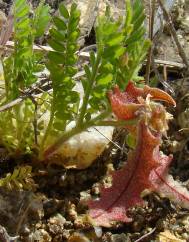 Astragalus pelecinus subesp. pelecinus