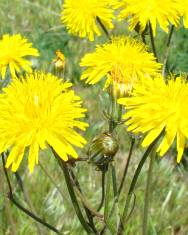 Fotografia da espécie Crepis vesicaria subesp. taraxacifolia