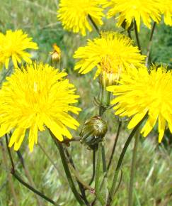 Fotografia da espécie Crepis vesicaria