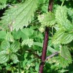 Fotografia 12 da espécie Urtica urens do Jardim Botânico UTAD