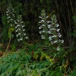 Fotografia 10 da espécie Acanthus mollis do Jardim Botânico UTAD