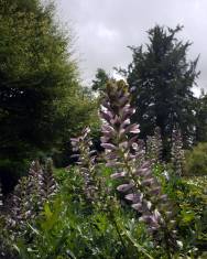 Fotografia da espécie Acanthus mollis