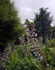 Acanthus mollis