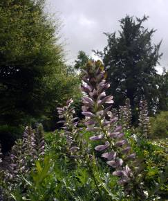 Fotografia da espécie Acanthus mollis