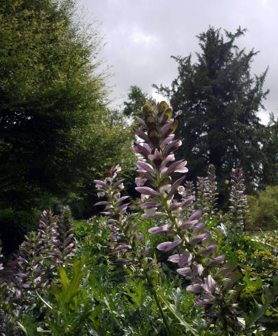 Fotografia de capa Acanthus mollis - do Jardim Botânico