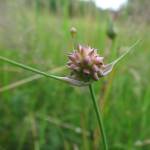 Fotografia 5 da espécie Allium oleraceum do Jardim Botânico UTAD