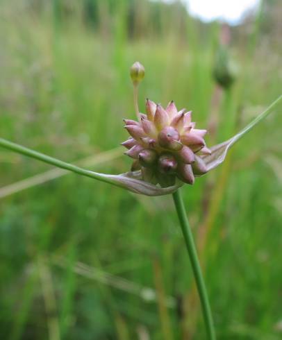 Fotografia de capa Allium oleraceum - do Jardim Botânico