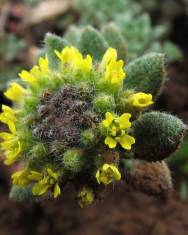 Fotografia da espécie Alyssum simplex