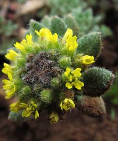 Fotografia da espécie Alyssum simplex