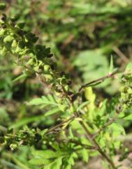 Ambrosia artemisiifolia