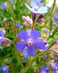 Fotografia da espécie Anchusa arvensis