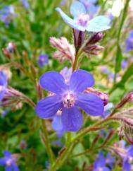 Anchusa arvensis