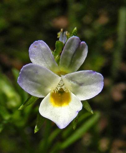 Fotografia de capa Viola kitaibeliana - do Jardim Botânico