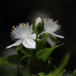 Fotografia 11 da espécie Tradescantia fluminensis do Jardim Botânico UTAD