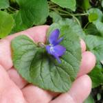 Fotografia 10 da espécie Viola odorata do Jardim Botânico UTAD