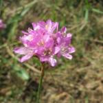 Fotografia 5 da espécie Armeria maritima do Jardim Botânico UTAD