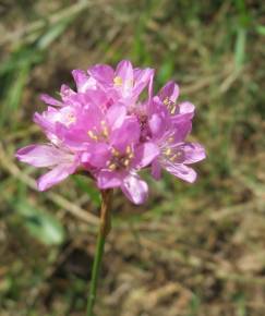 Fotografia da espécie Armeria maritima