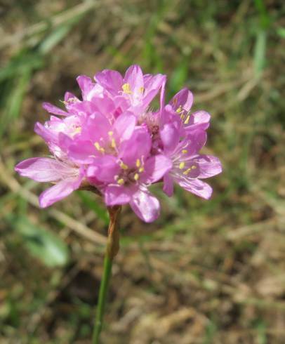 Fotografia de capa Armeria maritima - do Jardim Botânico