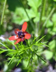 Adonis microcarpa