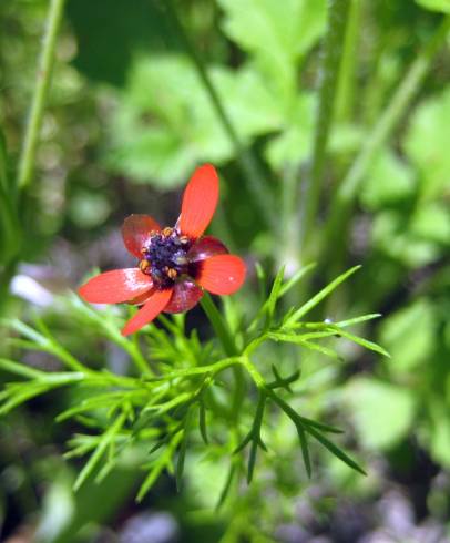 Fotografia de capa Adonis microcarpa - do Jardim Botânico