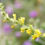 Fotografia 6 da espécie Anthyllis cytisoides do Jardim Botânico UTAD