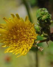 Fotografia da espécie Sonchus tenerrimus