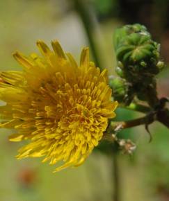 Fotografia da espécie Sonchus tenerrimus