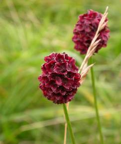 Fotografia da espécie Sanguisorba officinalis