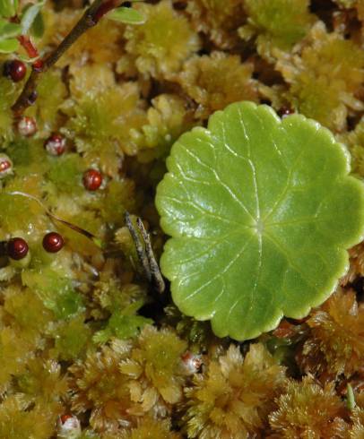 Fotografia de capa Hydrocotyle vulgaris - do Jardim Botânico