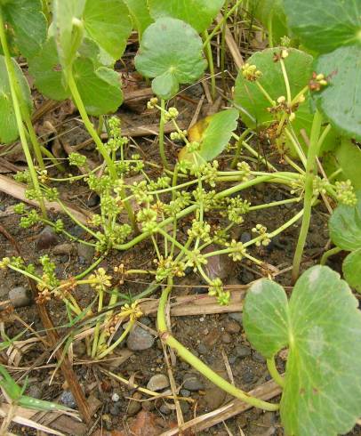 Fotografia de capa Hydrocotyle bonariensis - do Jardim Botânico