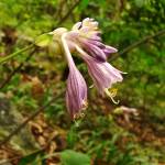 Fotografia 3 da espécie Hosta capitata do Jardim Botânico UTAD