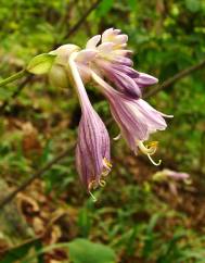 Hosta capitata