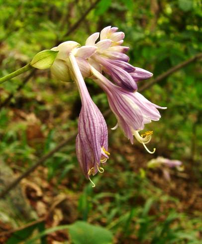 Fotografia de capa Hosta capitata - do Jardim Botânico