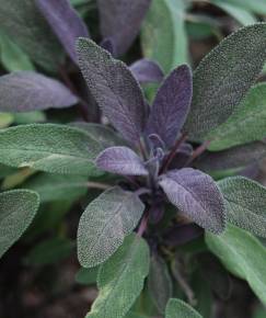 Fotografia da espécie Salvia officinalis