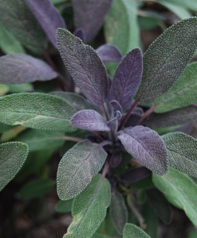 Fotografia de capa Salvia officinalis var. purpurascens - do Jardim Botânico