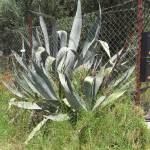 Fotografia 4 da espécie Aloe vera do Jardim Botânico UTAD