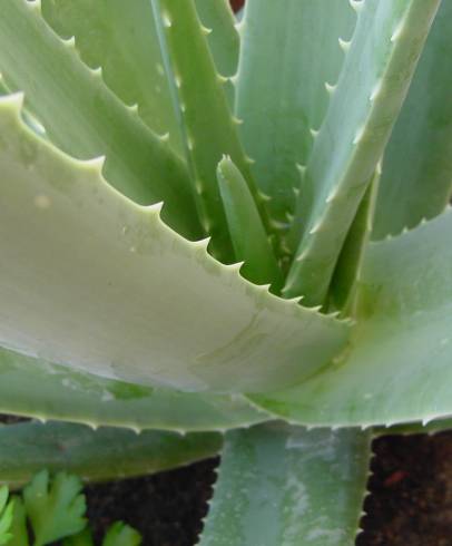 Fotografia de capa Aloe vera - do Jardim Botânico