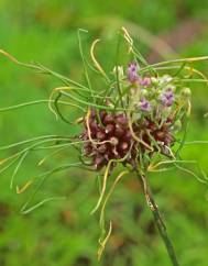 Allium vineale