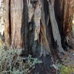 Fotografia 11 da espécie Calocedrus decurrens do Jardim Botânico UTAD