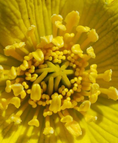 Fotografia de capa Caltha palustris - do Jardim Botânico