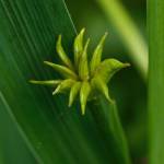 Fotografia 7 da espécie Caltha palustris do Jardim Botânico UTAD