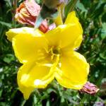 Fotografia 3 da espécie Oenothera glazioviana do Jardim Botânico UTAD