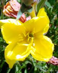 Fotografia da espécie Oenothera glazioviana