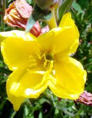 Oenothera glazioviana